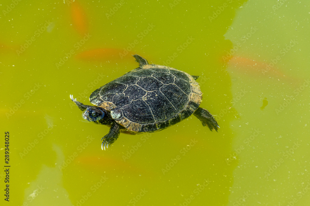 Small turtle in a pond among goldfish
