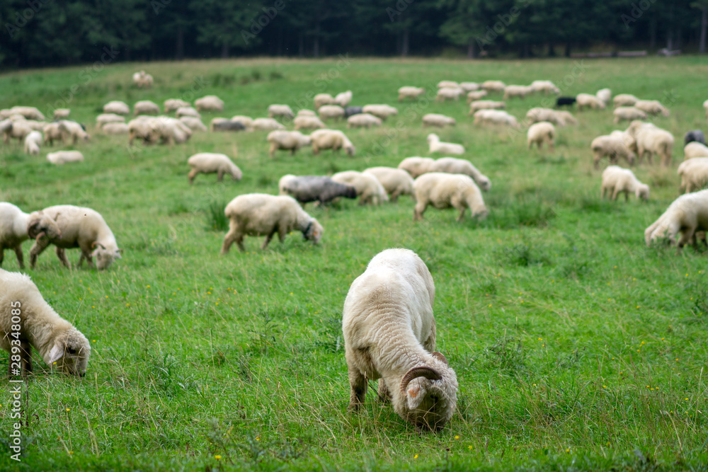 A large flock of sheep grazes in an alpine meadow. A large flock of sheep grazes in an alpine meadow.