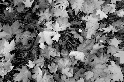 Pile of maple leaves in black and white.
