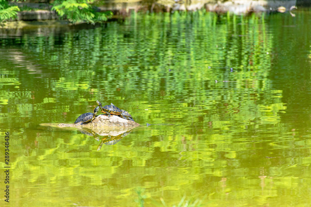Fototapeta premium Italy, Bari, view of a pond among various plants in a public park