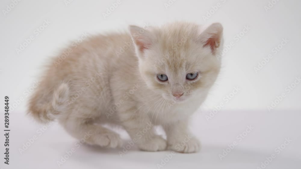 Adorable little kitten on white screen slow motion Adorable little kitten on white screen slow motion