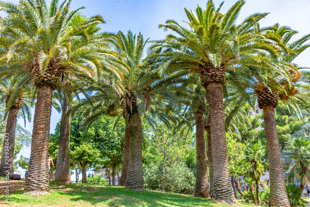 Italy, Bari, view of beautiful palm trees in a public park Italy, Bari, view of beautiful palm trees in a public park