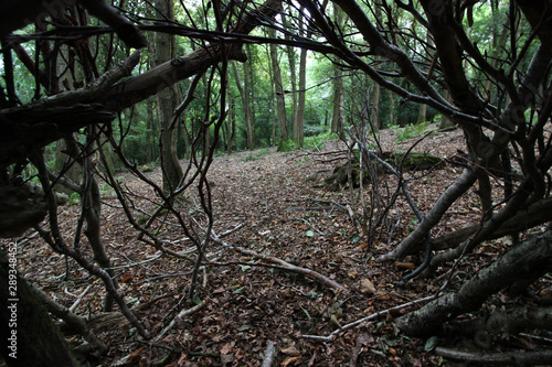 Circular view looking out from inside hole of small play or survival forest shelter in beautiful green woods made of twigs and branches in wilderness with no people