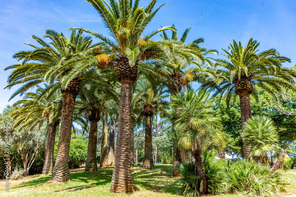 Italy, Bari, view of beautiful palm trees in a public park
