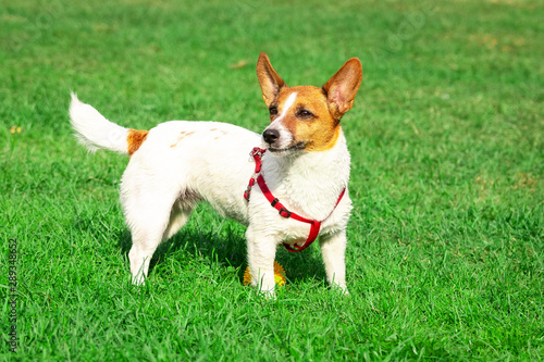 Jack Russell Terrier