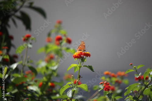 butterfly on a red and yellow flower