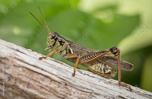 Grasshopper © Brittany