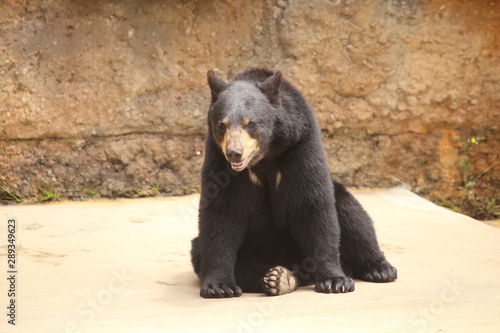 Black Bear © Deal Photography