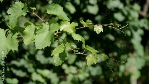 Detail vine branch in Valdobbiadene - 4k