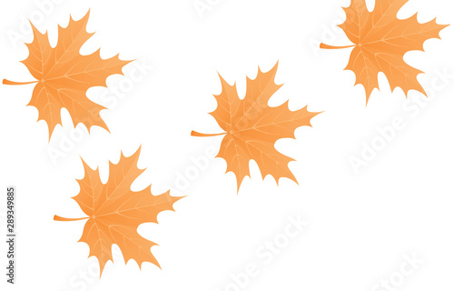 Fall Leaves White Background