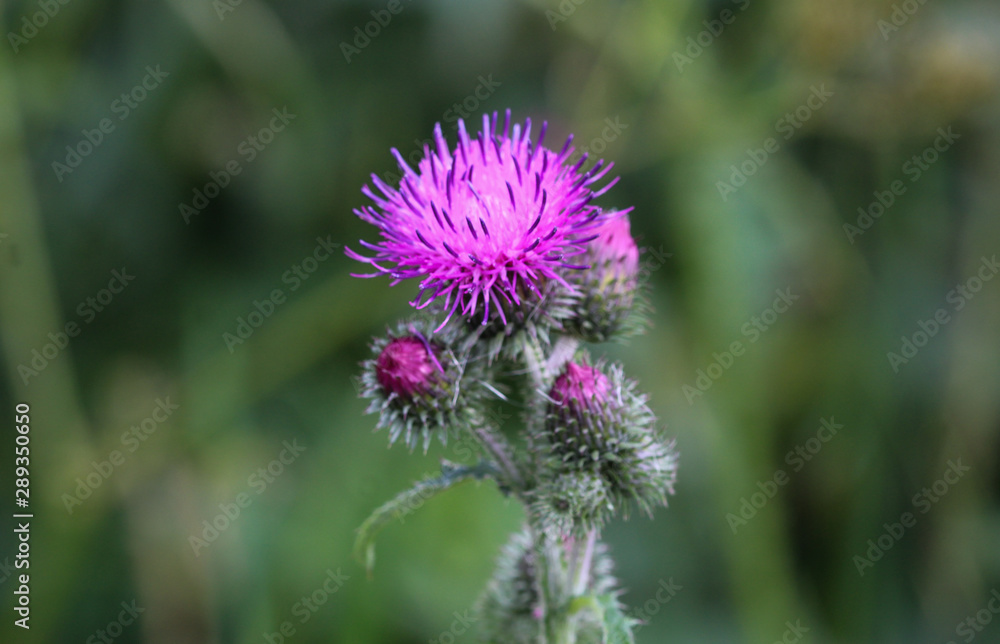Carduus acanthoides, known as the spiny plumeless thistle, welted thistle, and plumeless thistle Carduus acanthoides, known as the spiny plumeless thistle, welted thistle, and plumeless thistle