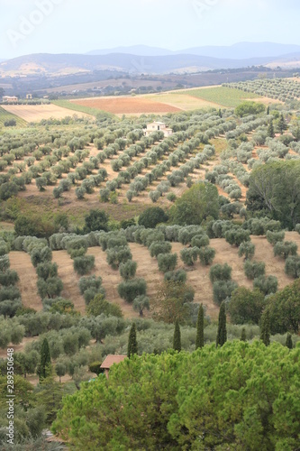 Panoramic view of the Tuscan hills. Vineyards for wine productio