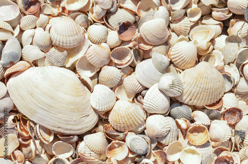 seashells near the sea texture