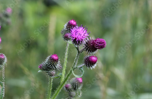 Carduus acanthoides, known as the spiny plumeless thistle, welted thistle, and plumeless thistle photo