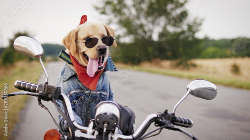 A Labrador dog wearing sunglasses is sitting on a motorcycle. A dog biker awaits the owner sitting and a motorcycle outdoors. Middle shot