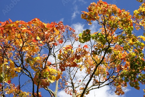 Fototapeta Naklejka Na Ścianę i Meble -  Autum leaves on blue sky