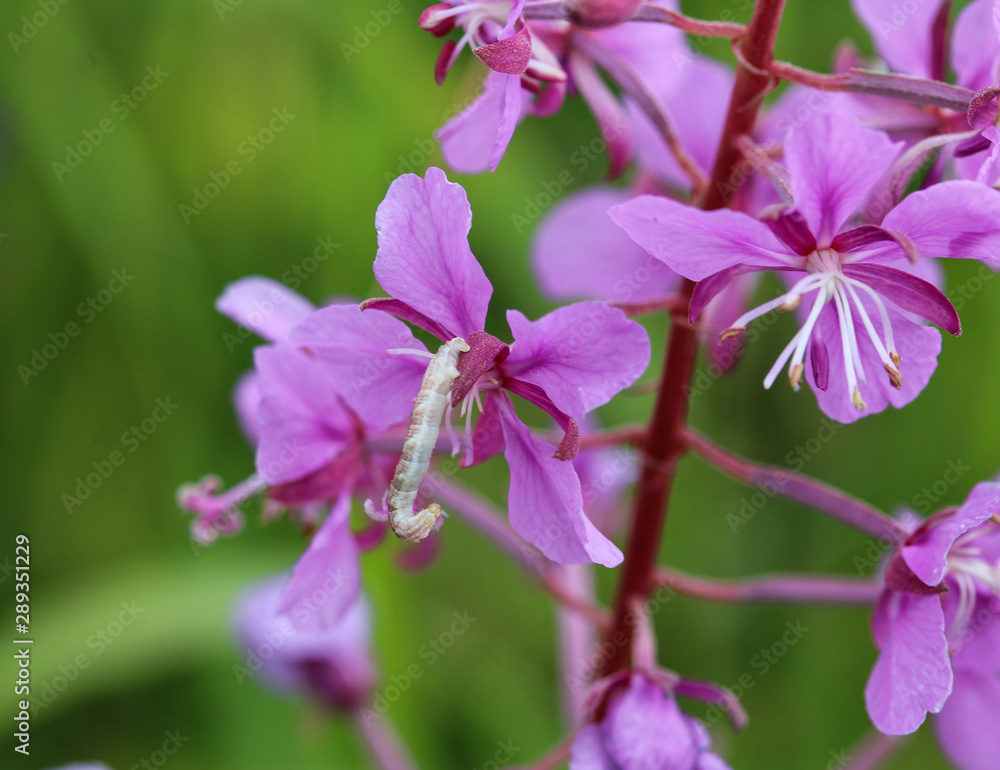 Chamaenerion angustifolium, known as fireweed, great willowherb and rosebay willowherb