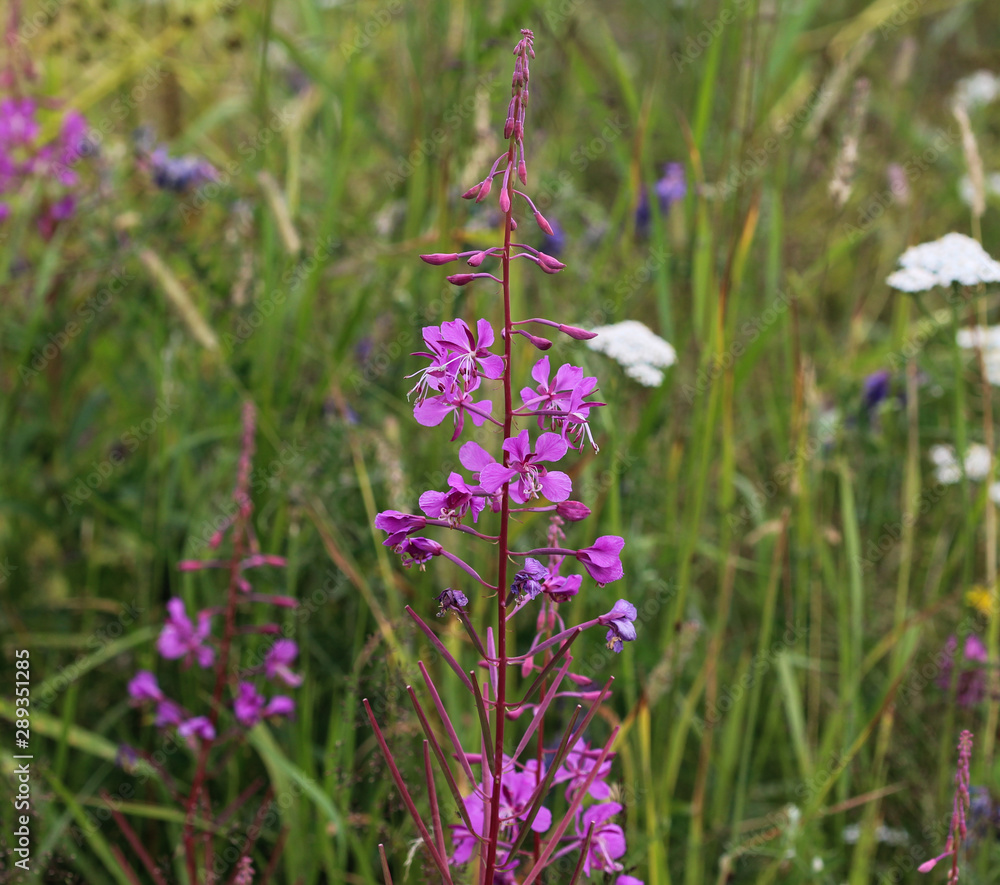 Naklejka premium Chamaenerion angustifolium, known as fireweed, great willowherb and rosebay willowherb