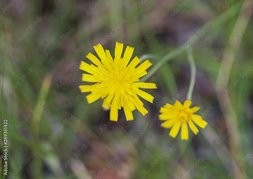 Hieracium canadense, commonly called Canadian hawkweed, narrowleaf hawkweed, or northern hawkweed Hieracium canadense, commonly called Canadian hawkweed, narrowleaf hawkweed, or northern hawkweed
