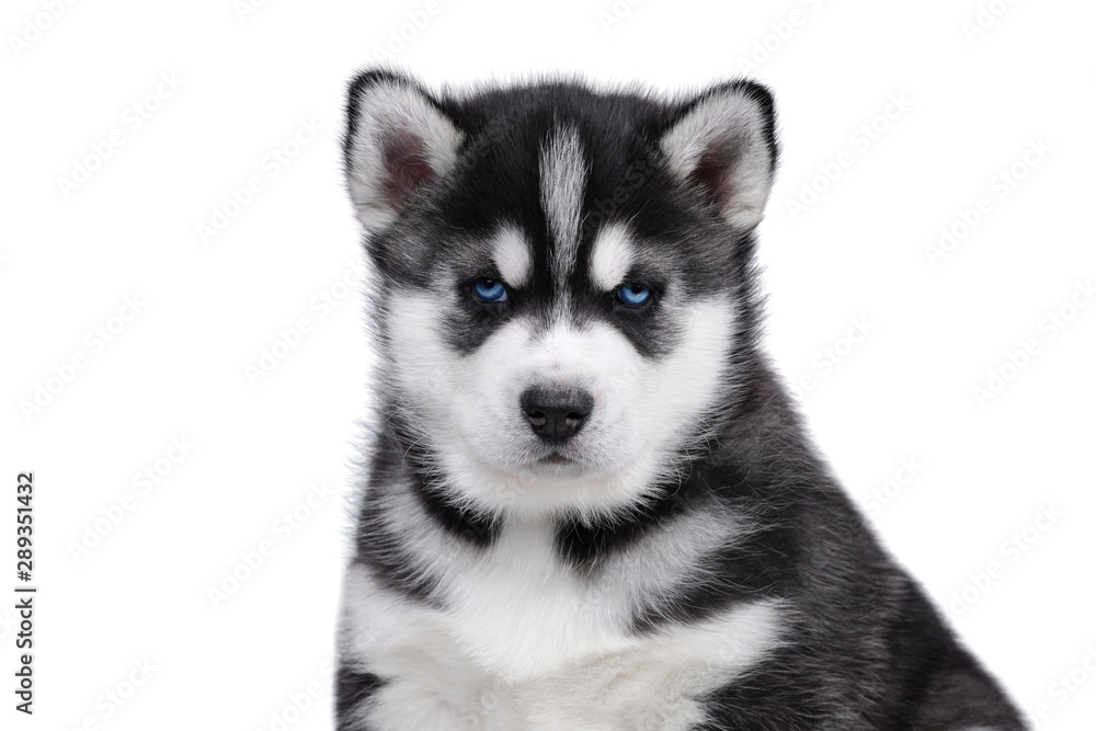 Cute fluffy Siberian Husky puppy on a white background, black and white puppy