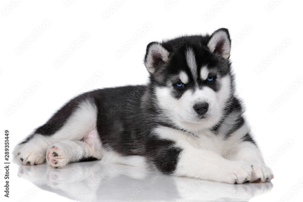 Cute fluffy Siberian Husky puppy on a white background, black and white puppy