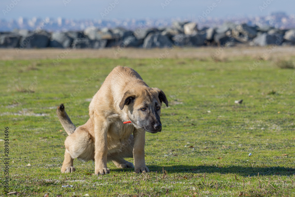 Lady Dog, Female Dog Pissing on Grass. Dog ashamed face. Dog Urinate Outside.  Cute Dog