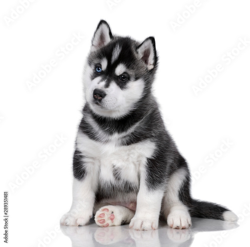 Cute fluffy Siberian Husky puppy on a white background, black and white puppy © adyafoto