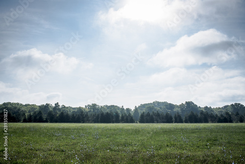 field and tree line © Landon