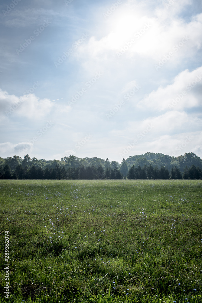 Fototapeta premium field and tree line