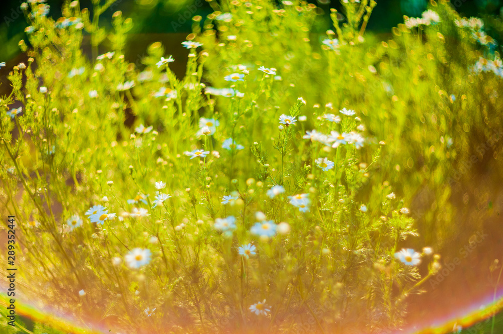 Fototapeta premium Chamomile flowers field wide background in sun light. Summer Daisies. Beautiful nature scene with blooming medical chamomilles. Alternative medicine. Camomile Spring flower background. soft lens flare