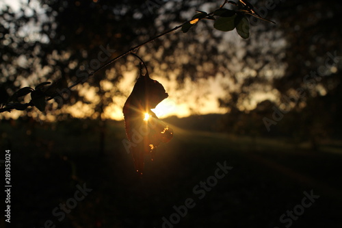 sunset with leaf