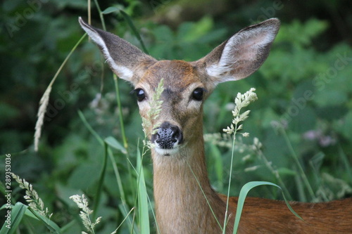 Deer straight on