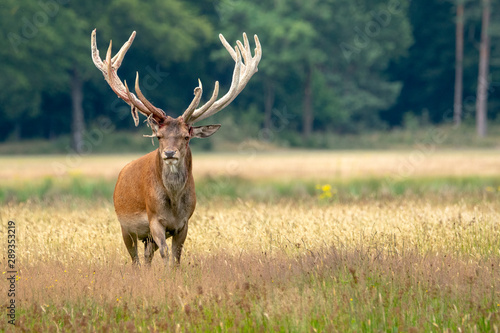 Red deer  Cervus elaphus  after rubbing the antlers on branches  velvet is falling off. On the field of National Park Hoge Veluwe in the Netherlands. Forest in the background.