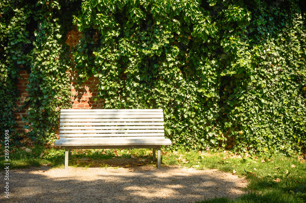 A white bench in a park in front of a wall covered with ivy.
