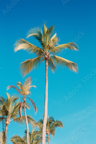 palm trees blue sky © Richard