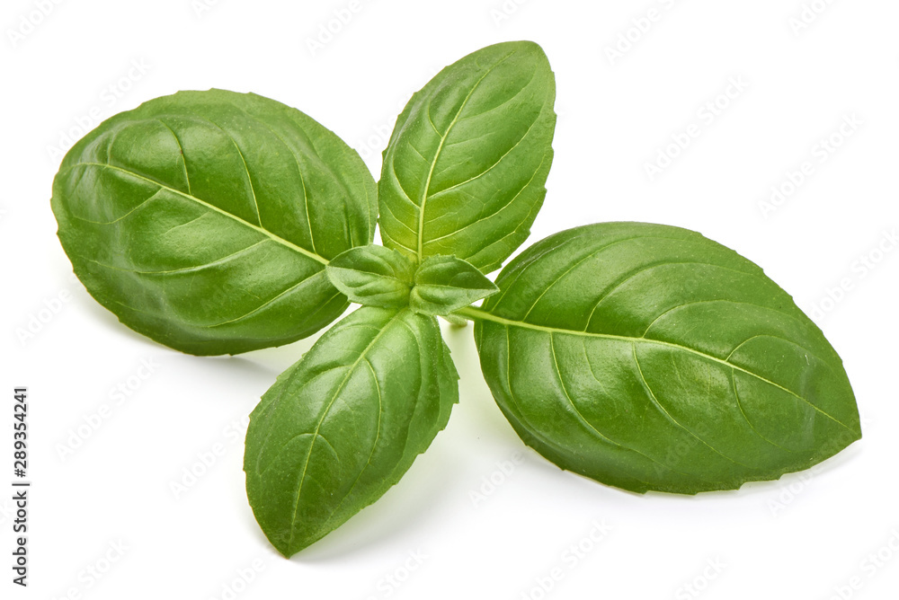 Sweet basil herb leaves, isolated on white background Sweet basil herb leaves, isolated on white background