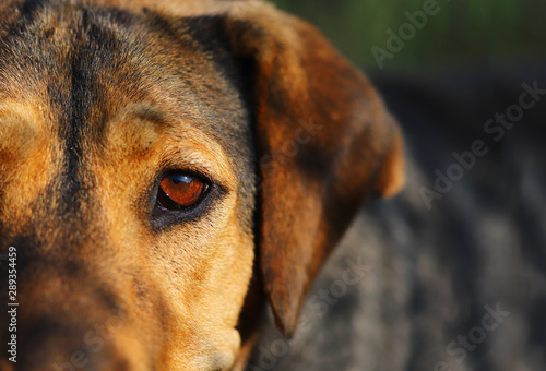 The dog's look. Shades brown color of eyes brown dogs.