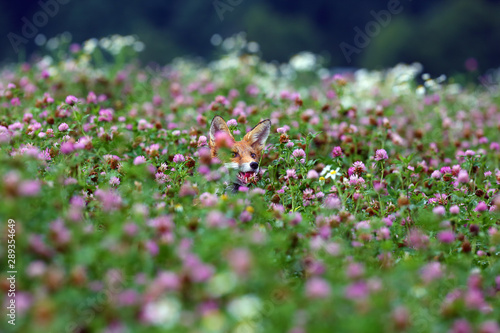 The red fox (vulpes vulpes) pokes his head out of the purple clover flowers. Portrait of a fox peeping out of a clover field. © Karlos Lomsky