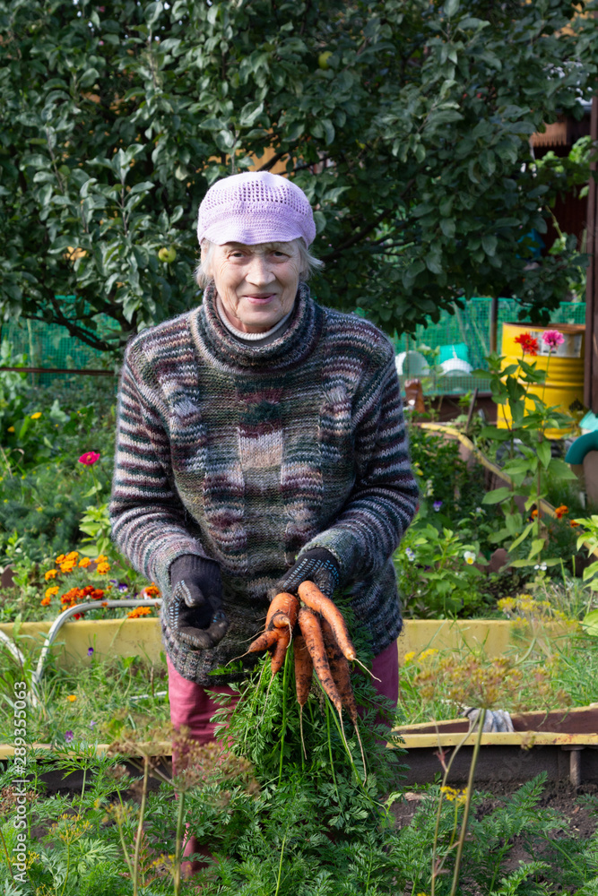 Fototapeta premium An elderly Russian woman picked carrots on a vegetable bed in her garden. Senior has grown vegetables. A woman is harvesting carrots.