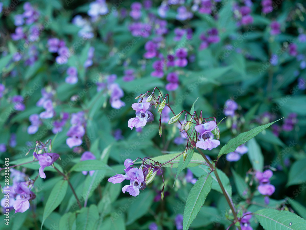 Balsamine de l'Himalaya ou Impatiente de l'Himalaya (Impatiens glandulifera) Balsamine de l'Himalaya ou Impatiente de l'Himalaya (Impatiens glandulifera)