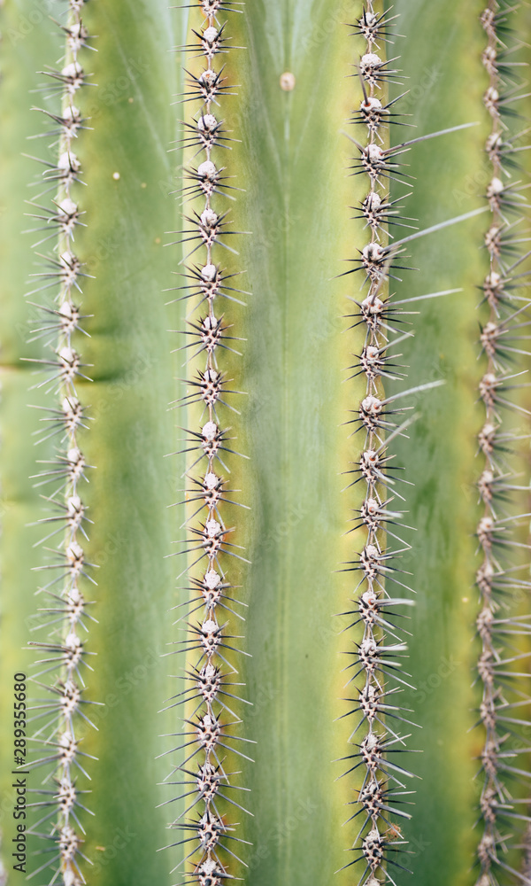 Natural background with close up of cactus plant - green color and tropical desert vegetation - environment concept Natural background with close up of cactus plant - green color and tropical desert vegetation - environment concept