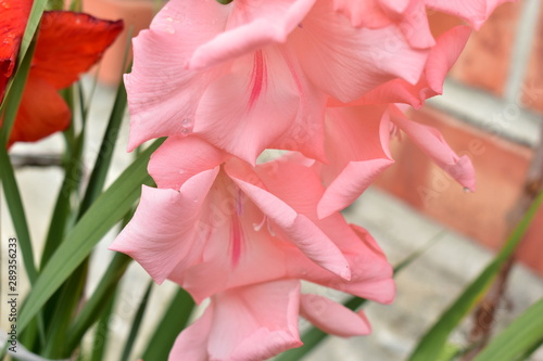 Flowers pink gladioli air kiss in the group.