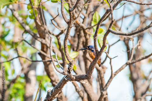 Wallpaper Mural Kingfisher resting at a branch at the Yellow Water with the amazing Landscape of the Kakadu National Park on a moody morning with fog and stunning nature and reflections, Northern Territory, Australia Torontodigital.ca