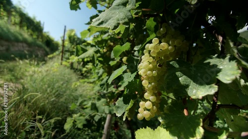 Wide Angle Detail of a bunch of grapes with Valdobbiadene - 4k