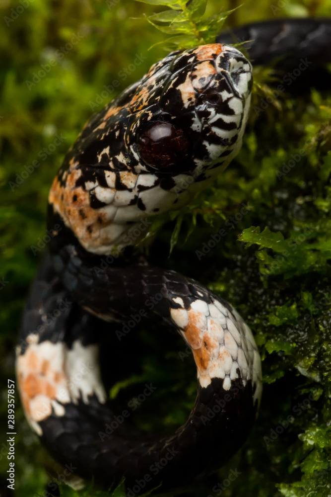 Fototapeta premium Ornate Snail Eating Snake (Dipsas catesbeyi)