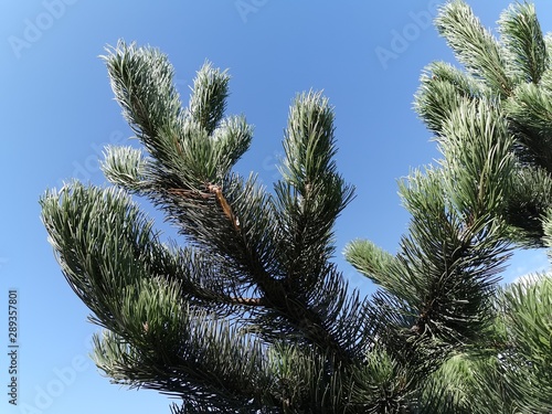 Gorgeous, beautiful pine br...