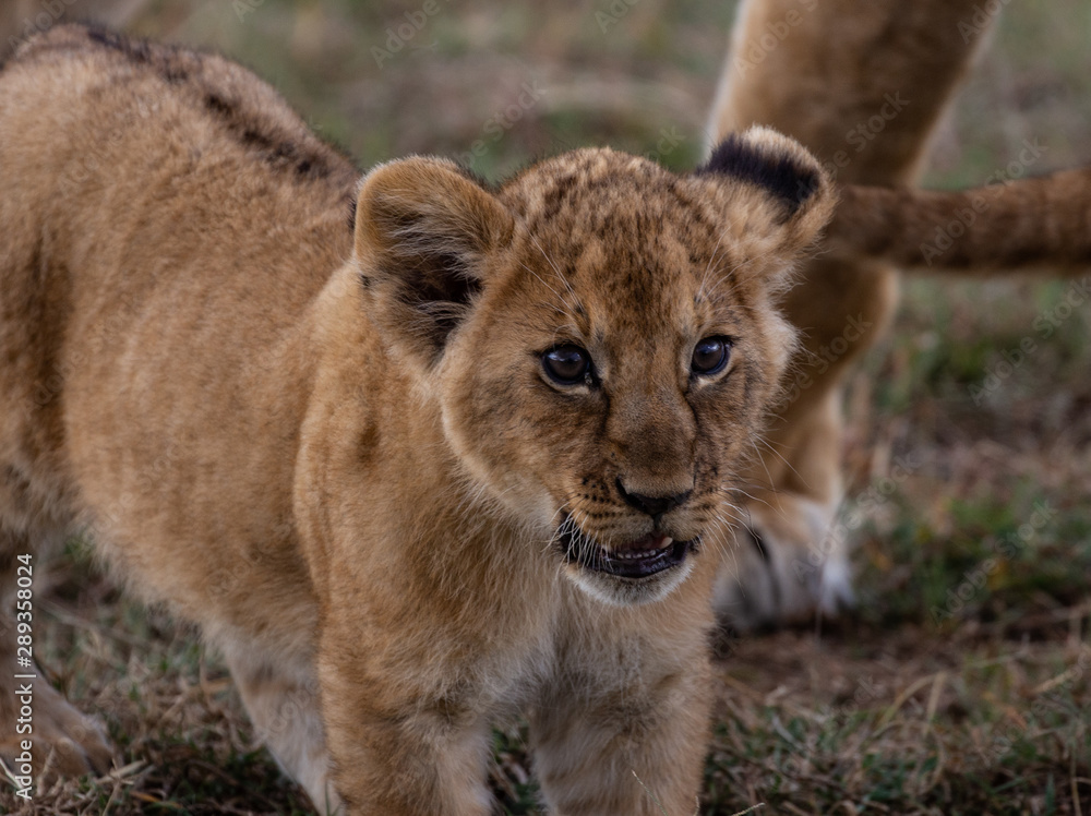 Cub close up Cub close up