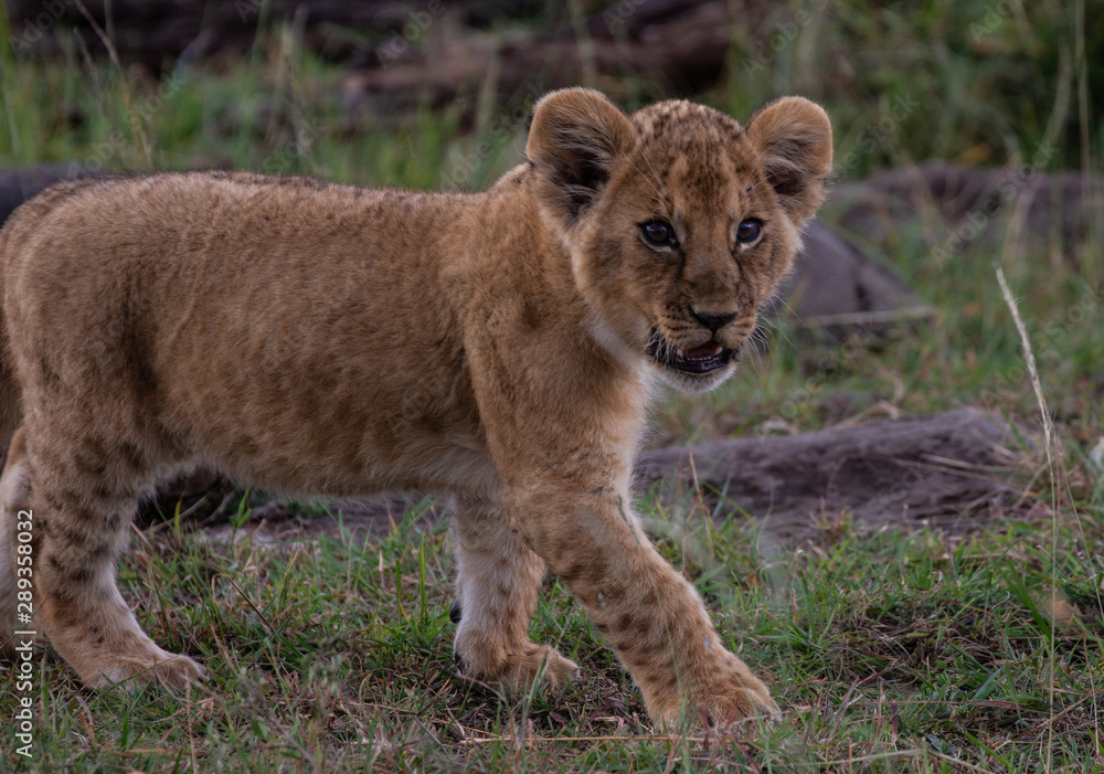 Cub Cub