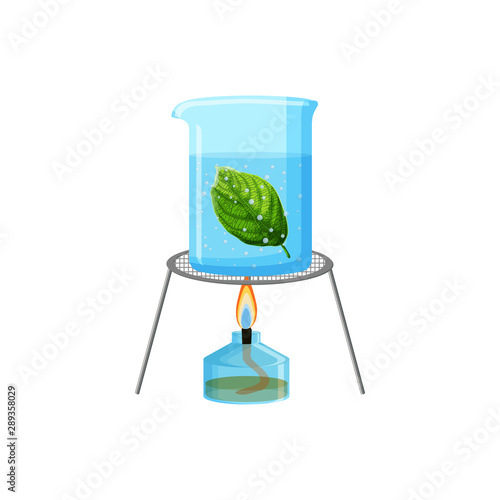 School laboratory experiment of boiling green leaf in water. Starch or photosynthesis test.