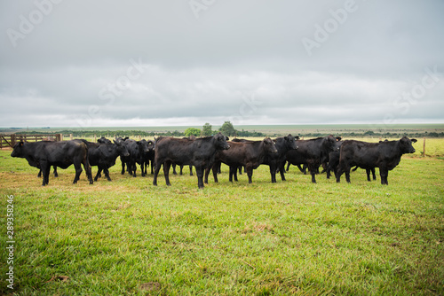 Fototapeta Naklejka Na Ścianę i Meble -  Angus bulls and cows, grazing on pasture, in Brazil